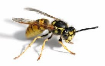 Wasps